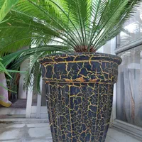 گل سیکاس|گل و گیاه طبیعی|تهران, لویزان|دیوار