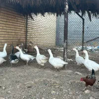 غاز بالغ ۱۱عدد|حیوانات مزرعه|شیراز, آبزنگی|دیوار