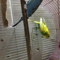 جفت مرغ عشق بالغ