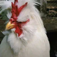 مرغ و خروس سلطان