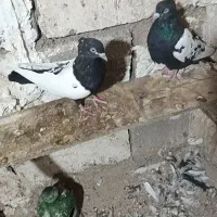 نرو ماده سینه سیاه