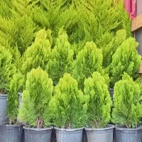 گل و گیاه|گل و گیاه طبیعی|مشهد, مهدی آباد|دیوار