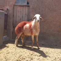 قوچ نوبخت،سالم و سرحال،فروشی