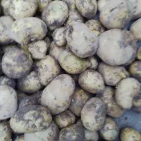 سیب زمینی نژاد آگریا|عمده‌فروشی|هشترود, |دیوار