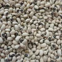 لوبیا چشم بلبلی