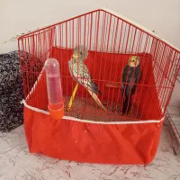 قفس پرنده ۳۰۰