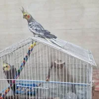 عروس هلندی