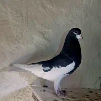 یالچپ خوشرنگ|پرنده|فولادشهر, فولادشهر|دیوار