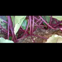 لبو بیجو پاکتی