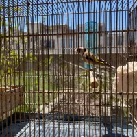 سهره بهاره ماده