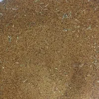 بذر یونجه رنجر امریکایی درجه یک
