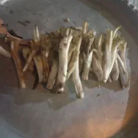 کنگر