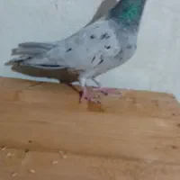 کفتر|پرنده|قزوین, |دیوار