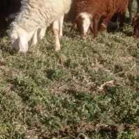 بره نر|حیوانات مزرعه|بلبان آباد, |دیوار