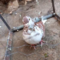 کفتر پرشی|پرنده|خوی, |دیوار