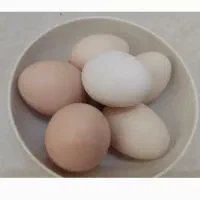 تخم مرغ محلی