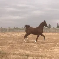 کره اسب عرب|اسب و تجهیزات اسب‌سواری|زنجان, |دیوار