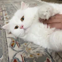 گربه اسکاتیش جهت جفت گیری یا واگذاری