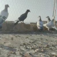 سبز کاکلی