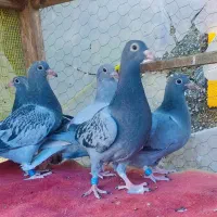 جوجه پلاکی ،کفتر،یا همون کبوتر،مسافتی|پرنده|چالوس, |دیوار