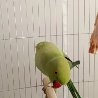 طوطی ملنگو سبز|پرنده|رستم‌آباد, |دیوار