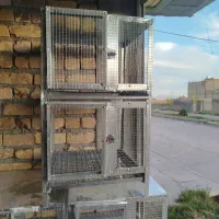 جفت دونی کبوتر