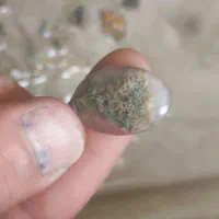 ۵۰عدد شجر پاییزه و بهاره و هفترنگ|جواهرات|شیراز, شهرک بهار|دیوار