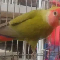 کوتوله برزیلی و مرغ عشق|پرنده|مشهد, شهرک مهرگان|دیوار