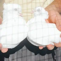 کبوتر سفید کاکولی|پرنده|عجب شیر, |دیوار