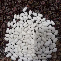 لوبیا سفید|عمده‌فروشی|اردبیل, |دیوار