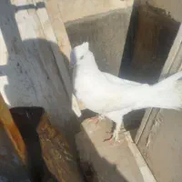 کفتر سفید کاکلی چشم تا به تا ا