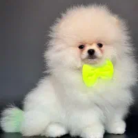 پامر عروسکی ۶۶روزه