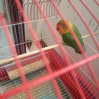 طوطی برزیلی آواز خون