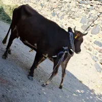 گاو صحرایی