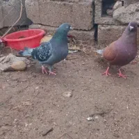 دو عدد کبوتر پرشی خوب