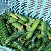 خیار سبز|عمده‌فروشی|توکهور, |دیوار