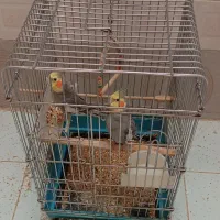 عروس هلندی