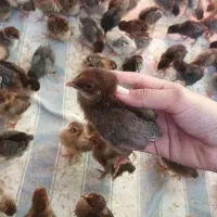 جوجه های دو هفته