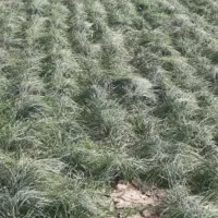 اجاره-کشاورزی