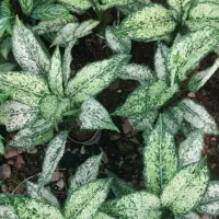 گل عمده و تکی /گل طبیعی /گل اپارتمانی حیاطی|گل و گیاه طبیعی|رشت, گلسار|دیوار