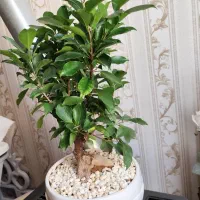 گیاه بنسای لاکچری
