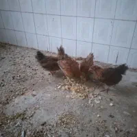 جوجه|حیوانات مزرعه|جوانرود, |دیوار