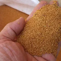 کاه پرس وکاملینا بوجاری شده برای بذر