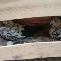 دوجفت کبوتر