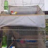 قناری های گلچین شده بدون عیب و نقص