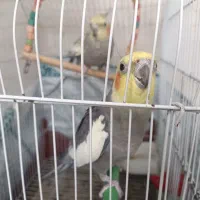 یک جفت عروس هلندی دو ساله