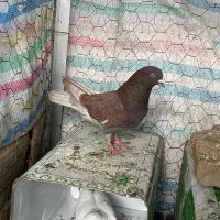 کبوتر