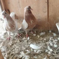 جوجه کفتر کله زرد|پرنده|رباطکریم, رباطکریم|دیوار