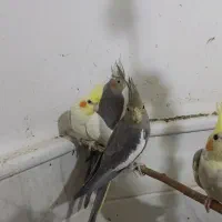 عروس هلندی