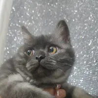 واگذاری گربه نژاد بریتیش